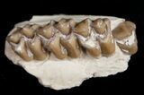 Oligocene Ruminant (Leptomeryx) Jaw Section #10552-1